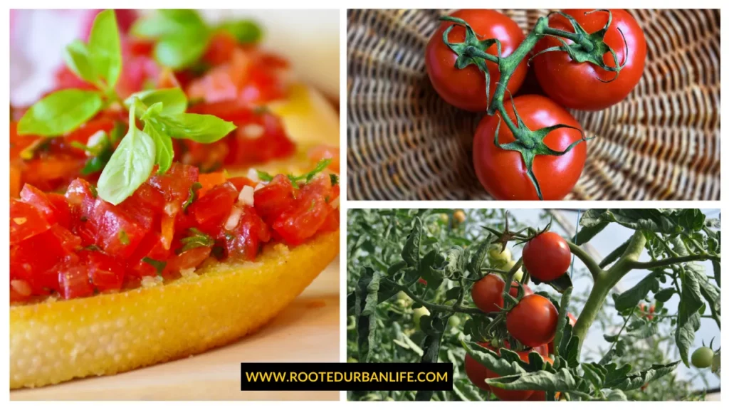 Tomatoes pants and bruschetta on a table

