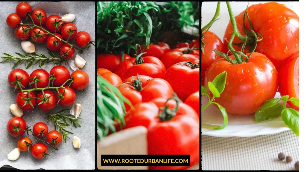Tomatoes, basil and garlic on a table