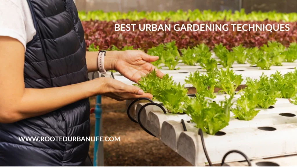 Hydroponics cultivation of lettuce