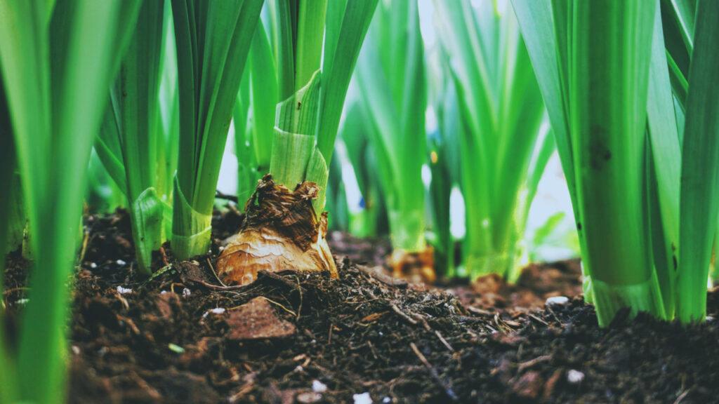 Fall bulb planting guide - close-up of bulbs planted