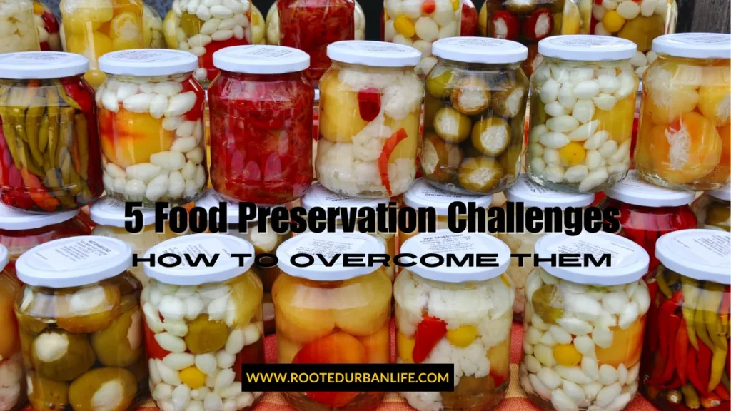 Jars with various preserved vegetables lined up on a counter