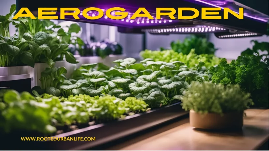 Indoor garden with salad greens and herbs on the kitchen counter