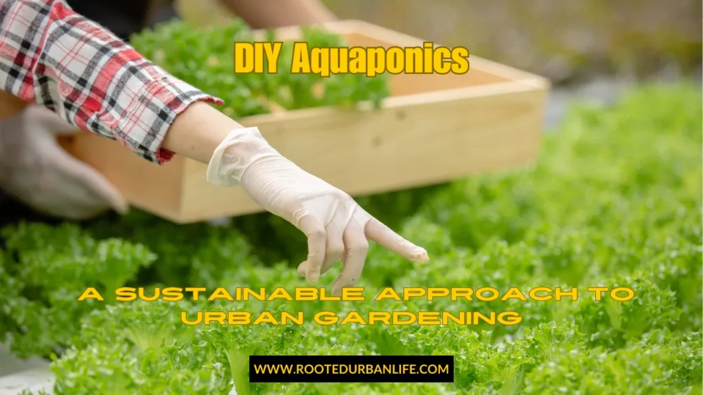 Aquaponics lettuce rows