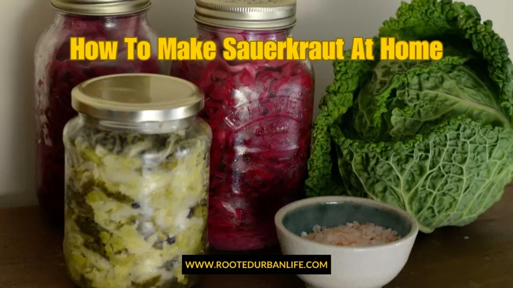 Jars with red and white sauerkraut and a head of cabbage on a table