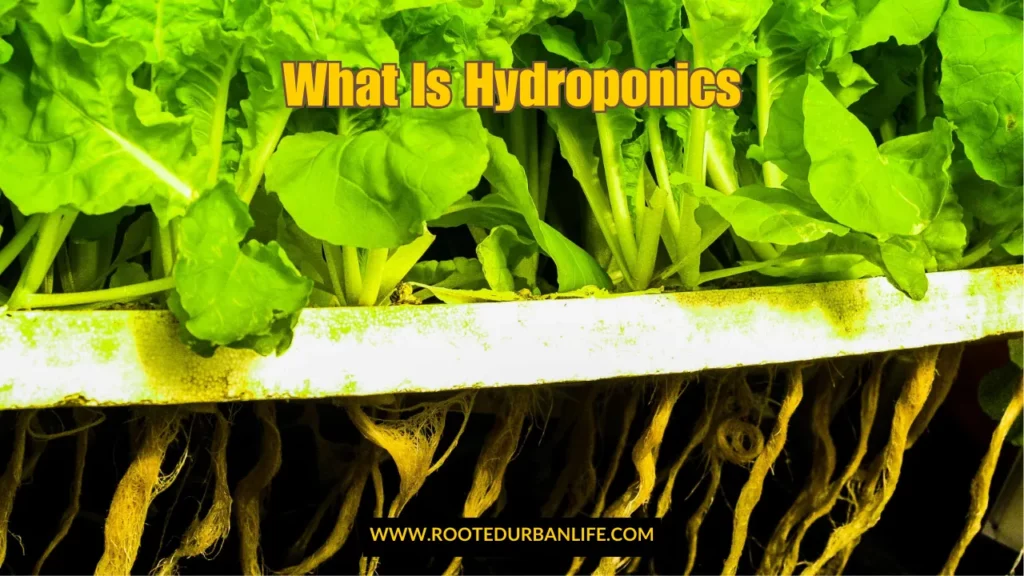 Green plants with roots exposed growing hydroponically demonstrating what is hydroponics beginners guide