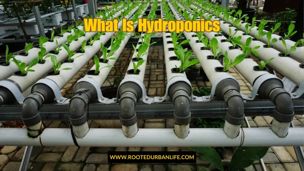 Hydroponic pipes with greens growing as an example of what is hydroponics beginners guide