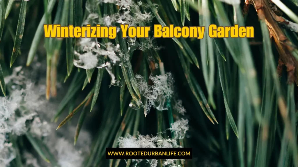 Plant leaves with snow and bits of ice illustrating how to winterize the balcony garden
