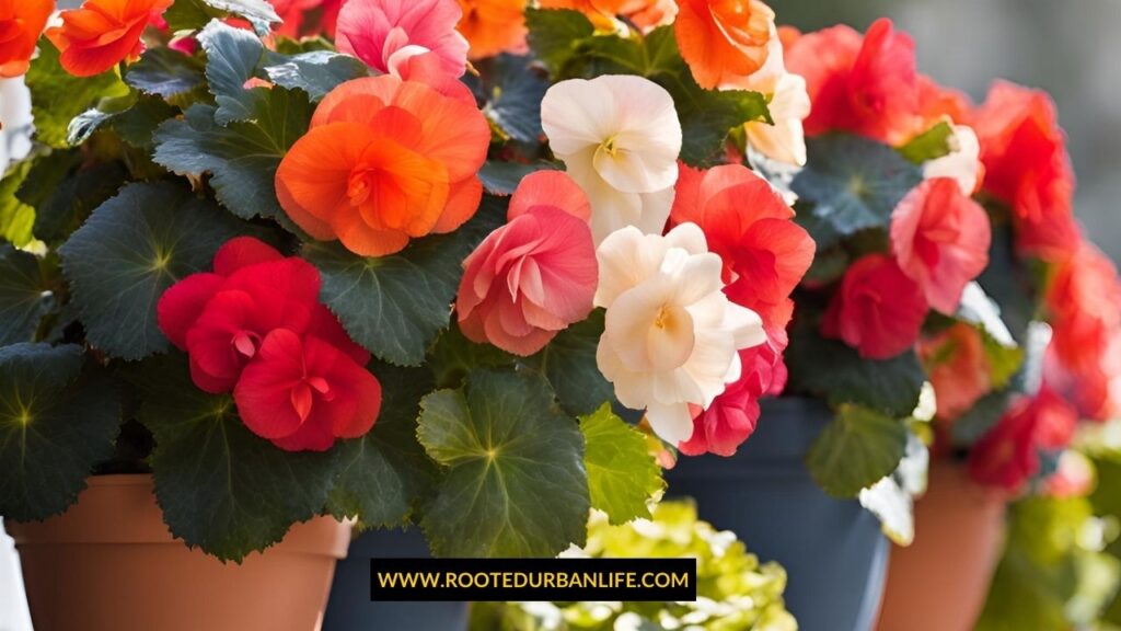 Colorful begonias in pots