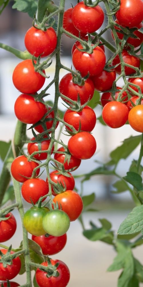 Tomatoes