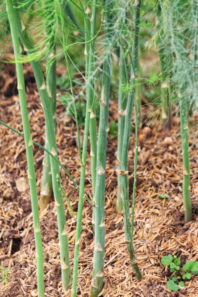 Asparagus Spears