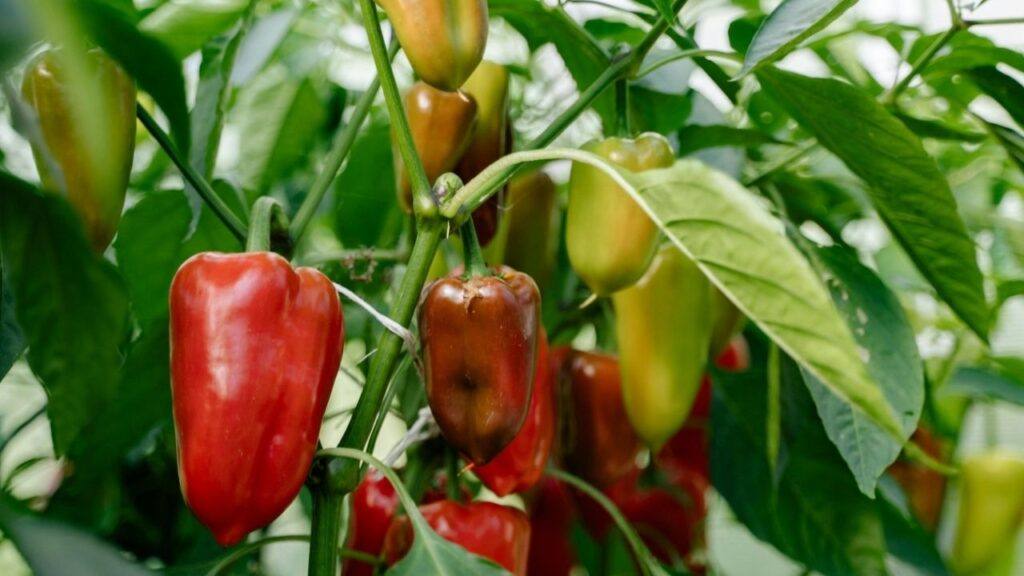 Bell PEppers