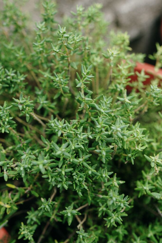 Thyme plant