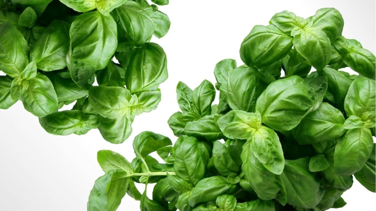 Basil
