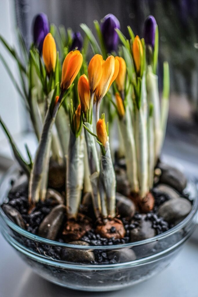 Yellow crocuses in a pot