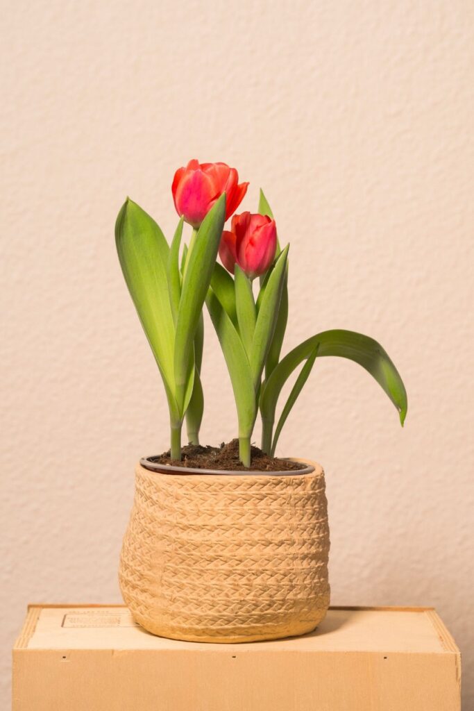 Red Tulips in a wicker basket