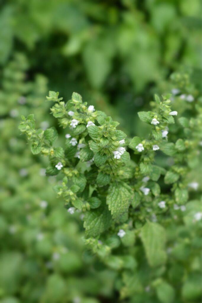 Lemon Balm